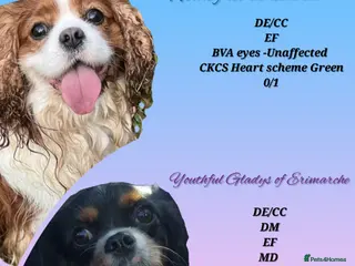 Cavalier King Charles Spaniel dogs kc, health tested, ckcs in Clitheroe - Advert 1