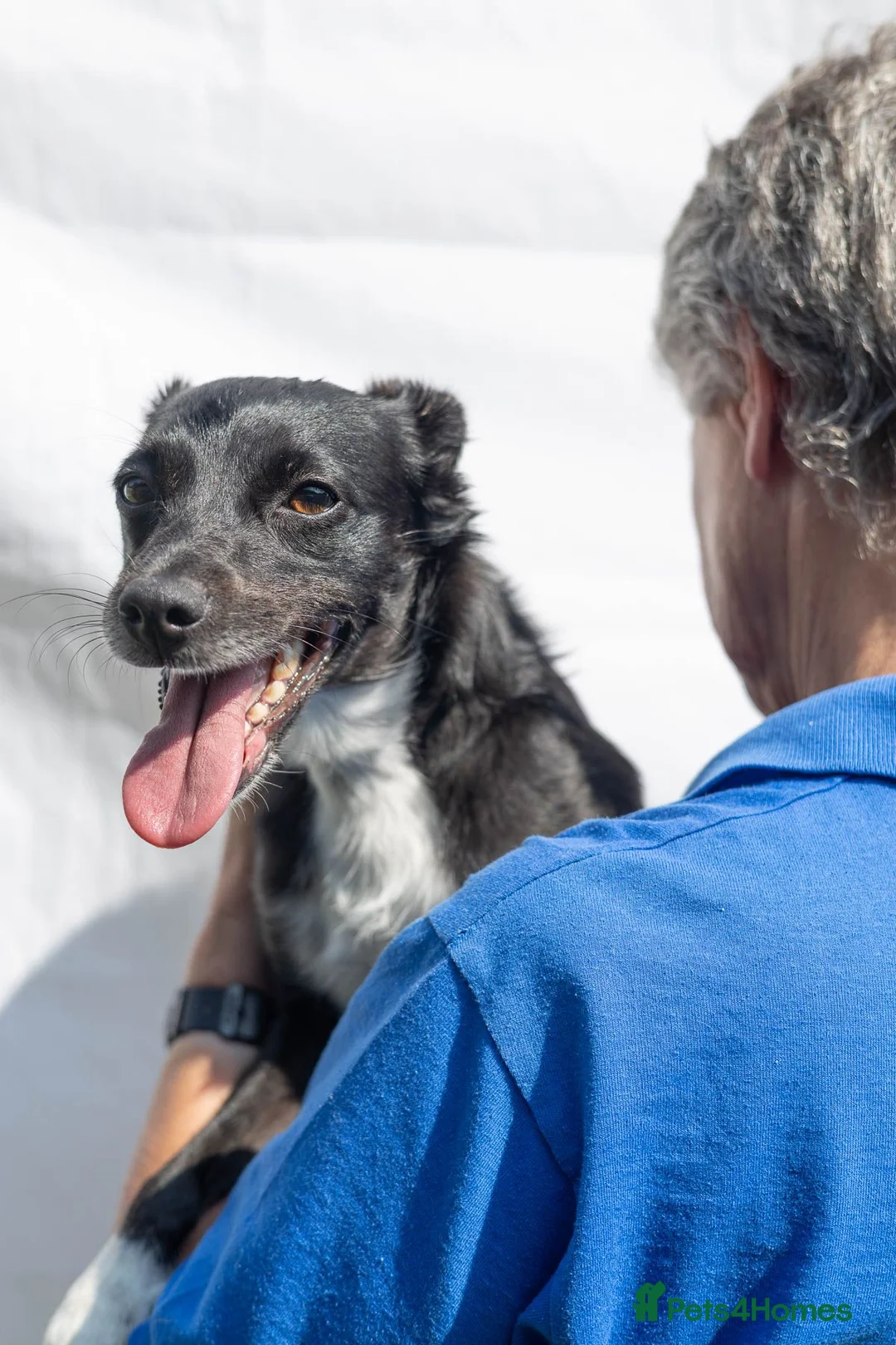 Mixed Breed dogs for adoption: Very friendly Remy - Advert 36