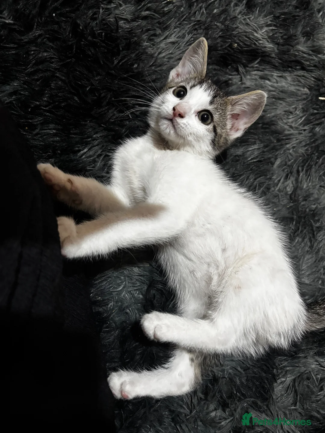 Mixed Breed cats for sale: mother cat and kitten for sale open offers in Barking - Advert 2