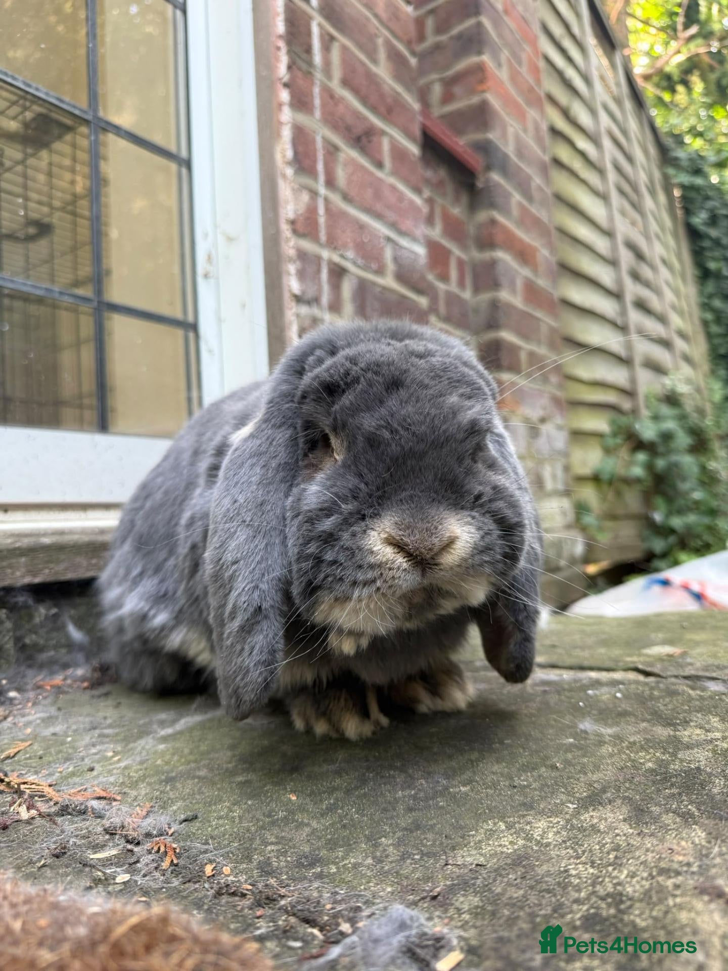 French Lop rabbits ✨beautiful french lop✨ - Advert 1