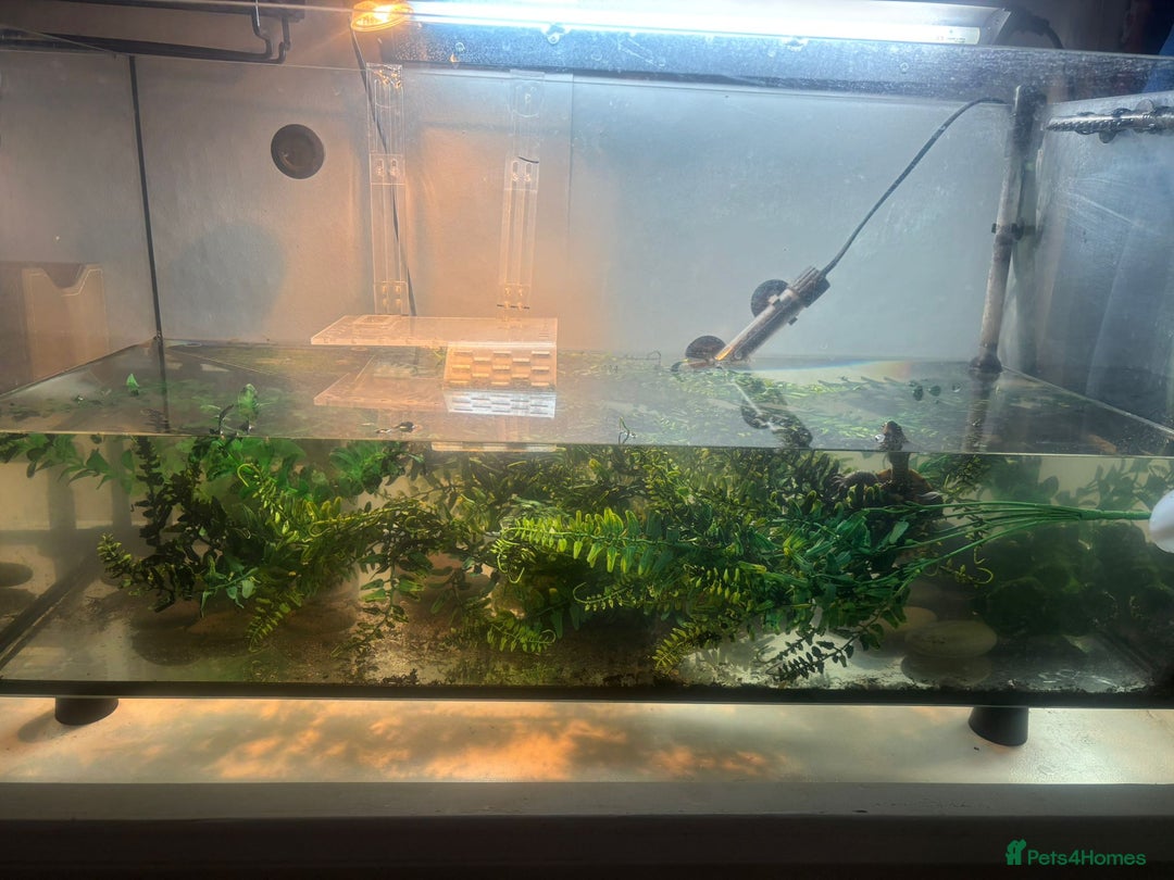 Turtle reptiles for sale: Chinese stripe neck pond turtles - Image 10