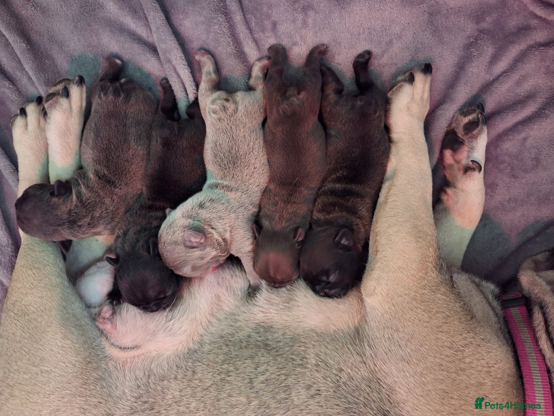 French Bulldog dogs for sale: 5 Beautiful French bulldogs - Image 31