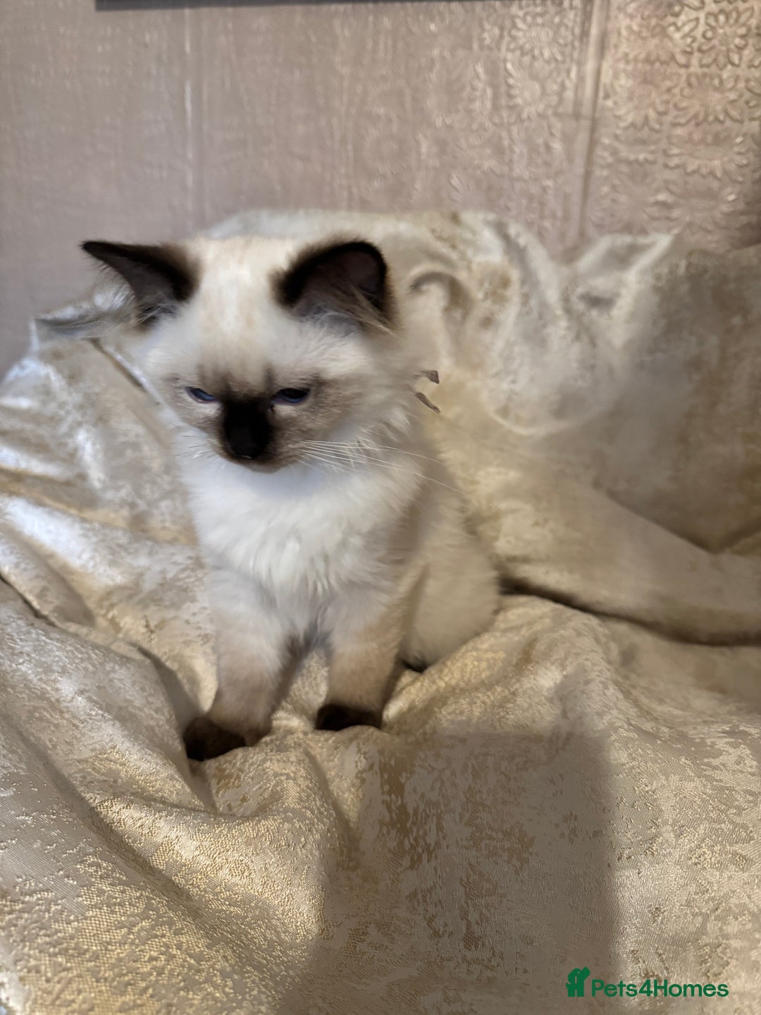 Ragdoll cats for sale: Full Ragdoll kittens  - Image 5