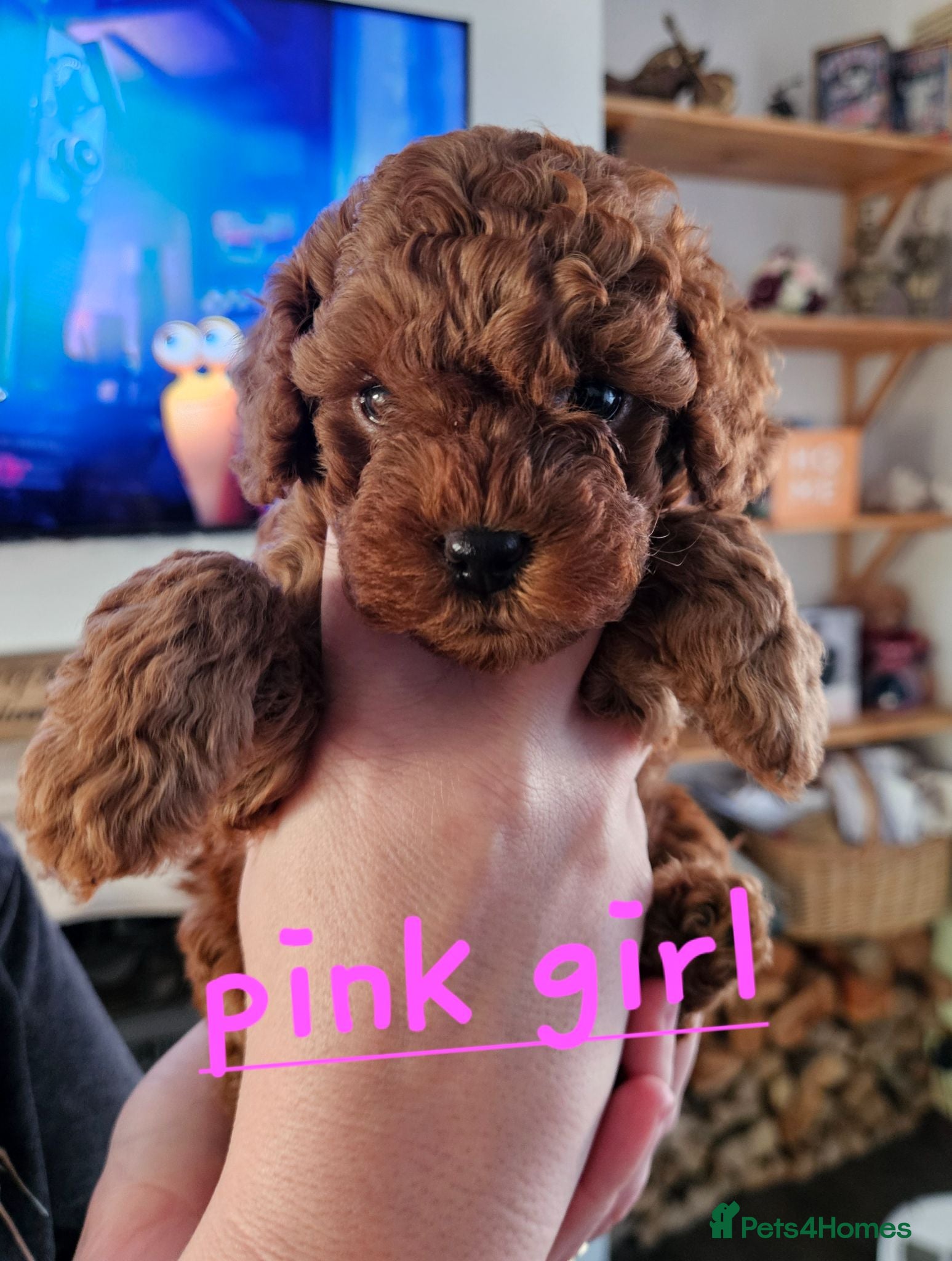 Cockapoo dogs 🐶 Lovable Teddy Bear red Toy Cockapoo Puppies 🐶  - Advert 2