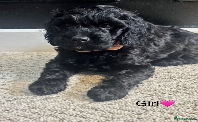 Cockapoo dogs - Advert 1