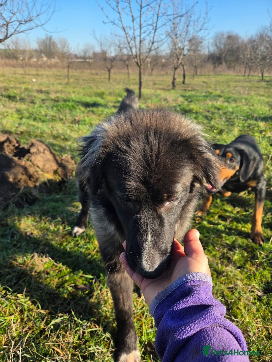Mixed Breed dogs for adoption: 🐾 BELLA – A Brave Heart Ready to Love Again 💛 - Advert 11