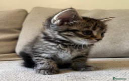 Mixed Breed cats for sale: 5 Beautiful fluffy kittens ready to be re-homed ❤️ - Image 26