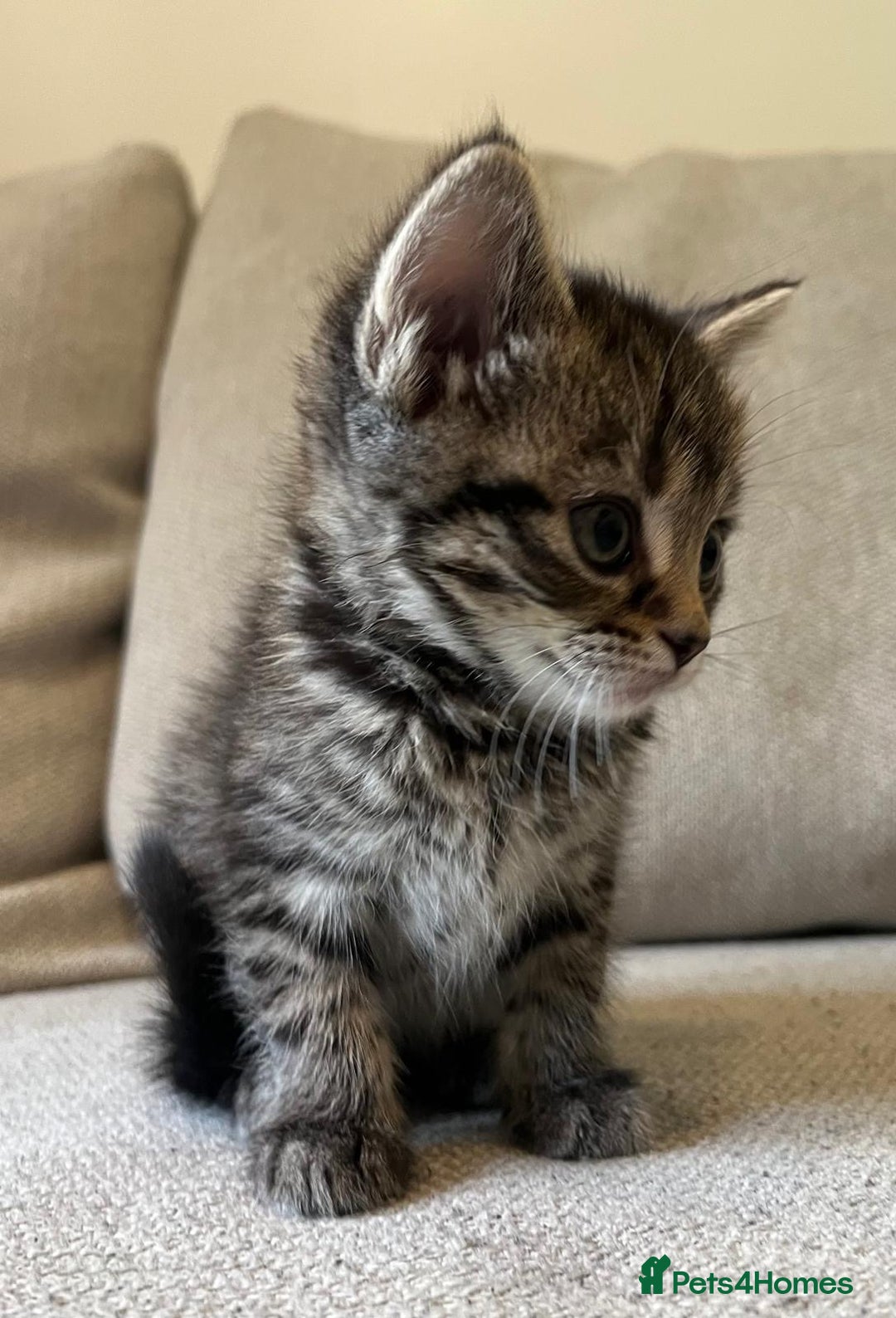 Mixed Breed cats for sale: 5 Beautiful fluffy kittens ready to be re-homed ❤️ - Image 26