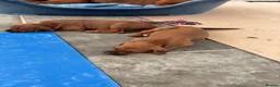 Rhodesian Ridgeback dogs for sale: Stunning male pup perfect ridge in Goole - Advert 4