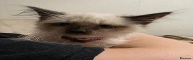 Siberian 1