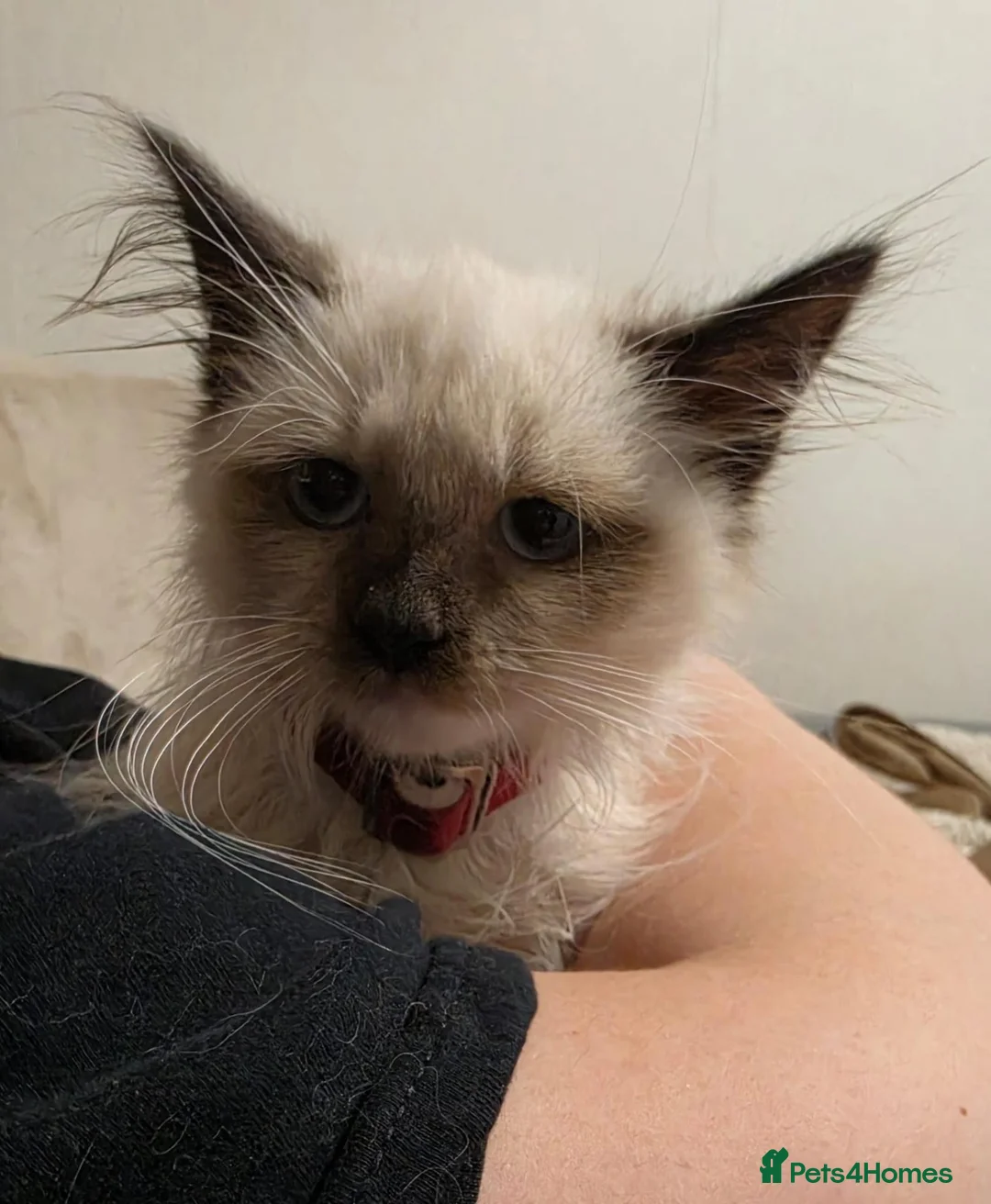 Siberian cats for sale: Purebred GCCF Registered Siberian kitten - Advert 2