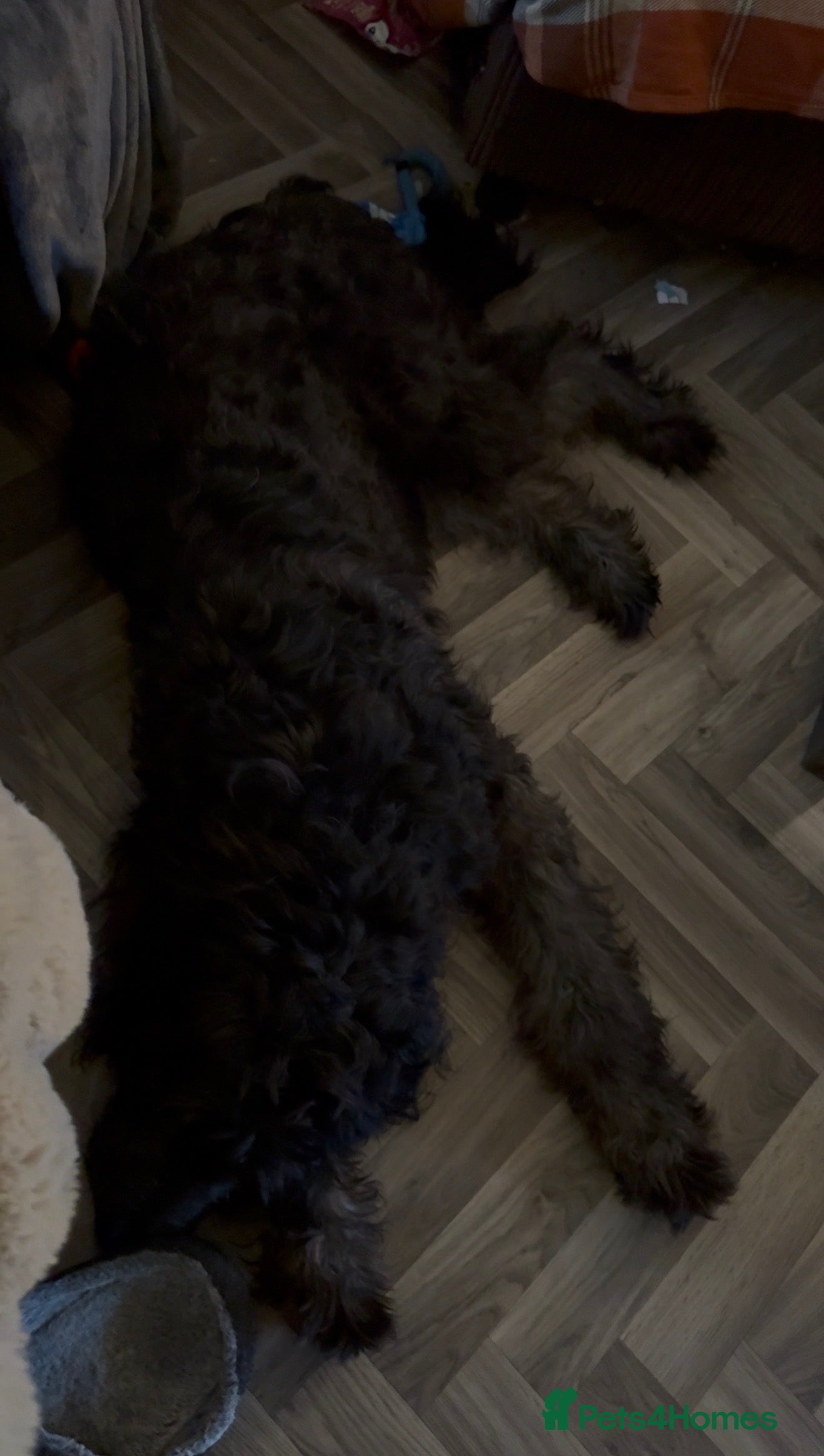 Goldendoodle dogs Beautiful 7 month doodle puppy - Advert 1