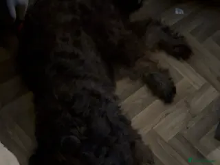 Goldendoodle dogs Beautiful 7 month doodle puppy - Advert 1