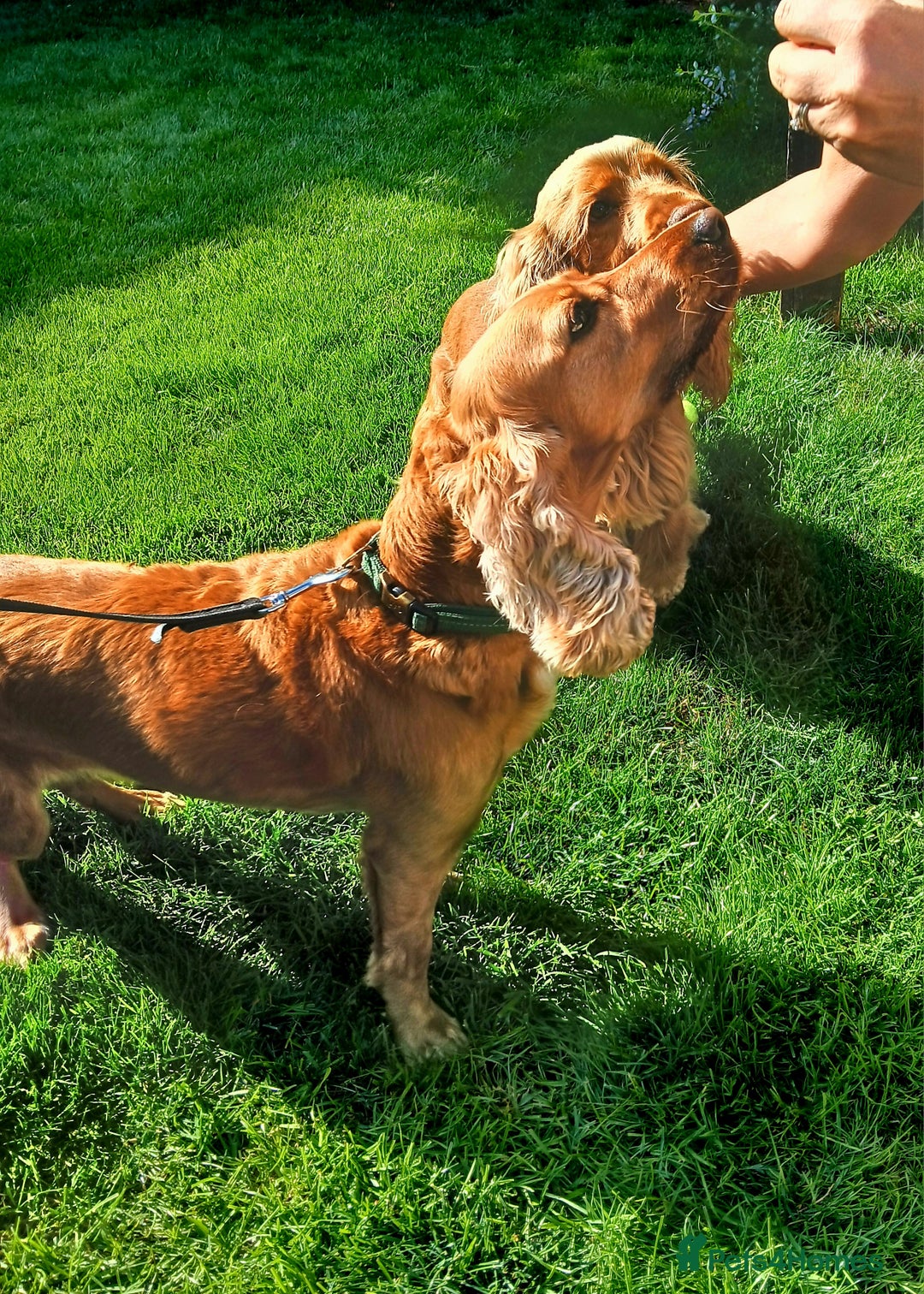 Cocker Spaniel dogs for sale: Stunning beautifully coloured Cocker Spaniel girl. - Image 10