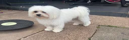 Maltese dogs for stud: ✨ 🐾Gorgeous stud dog available ✨🐾 - Advert 1