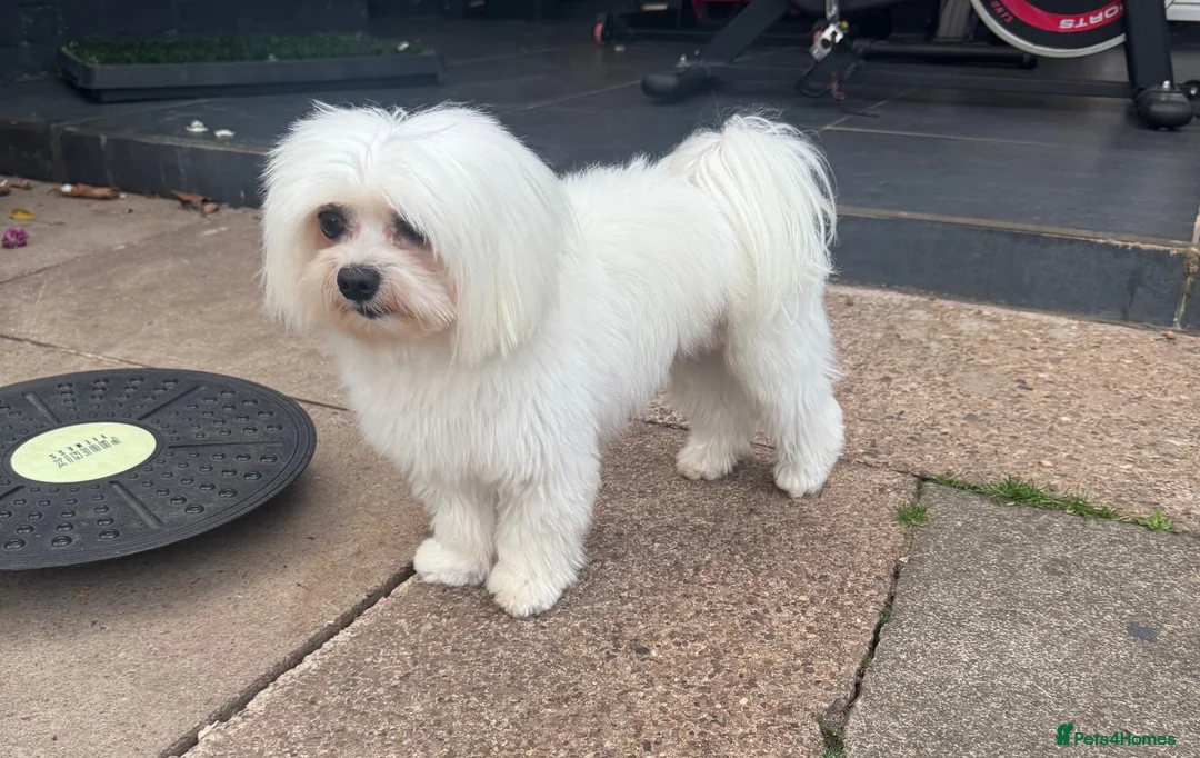 Maltese dogs for stud: ✨ 🐾Gorgeous stud dog available ✨🐾 - Advert 1