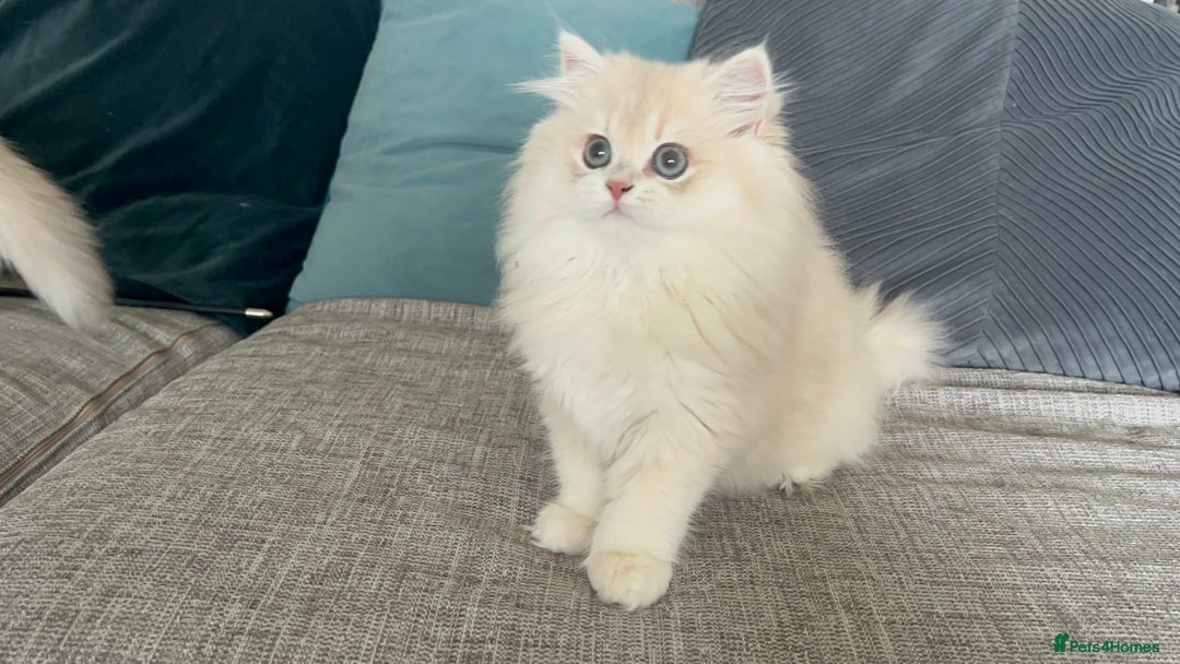 British Longhair cats for sale: Lilac golden shaded kittens (cy12) - Image 12