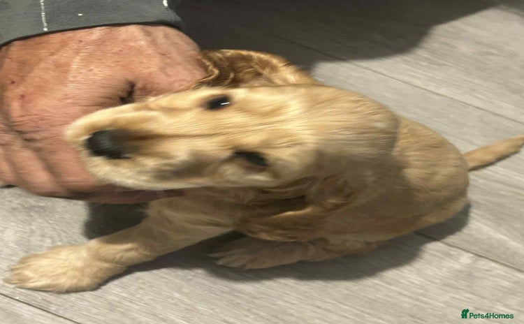 Cockapoo dogs - Advert 2