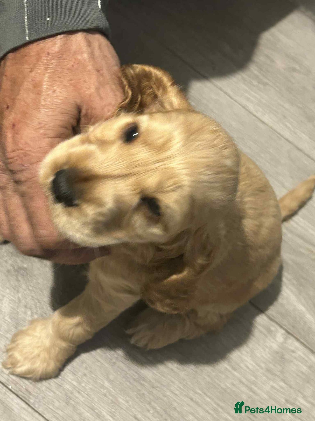 Cockapoo dogs for sale: 5 beautiful cockapoo's - Image 33