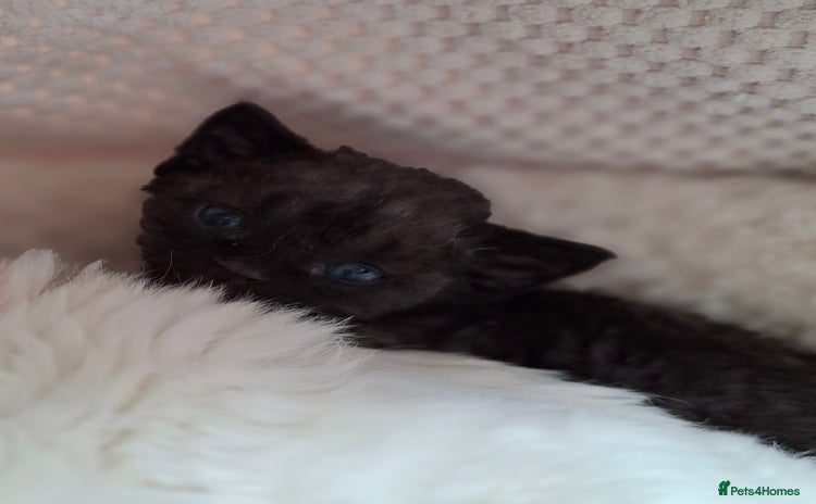 Devon Rex cats - Advert 1
