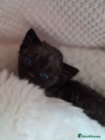 Devon Rex cats - Advert 1