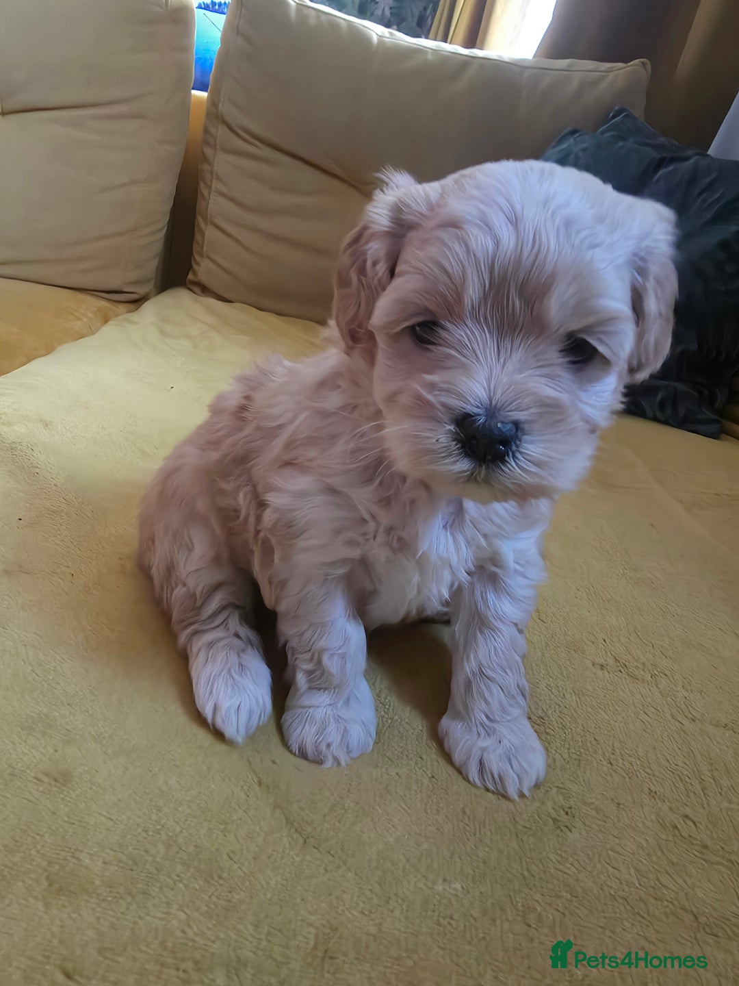 Maltipoo dogs for sale: F1 Maltipoo for sale  - Advert 1