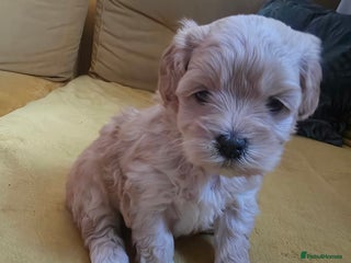 Maltipoo dogs F1 Maltipoo for sale - Advert 1