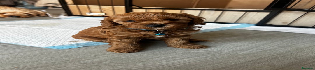Cavapoo Puppy 1
