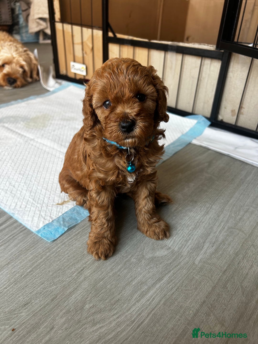 Cavapoo dogs for sale: Cavapoo Puppies  - Image 2