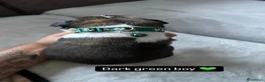 Dark green boy 