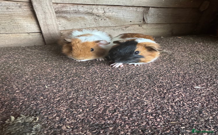 Guinea Pig rodents - Advert 2