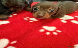 Miniature Dachshund dogs for sale: 5 playful miniature dachshund - Image 16
