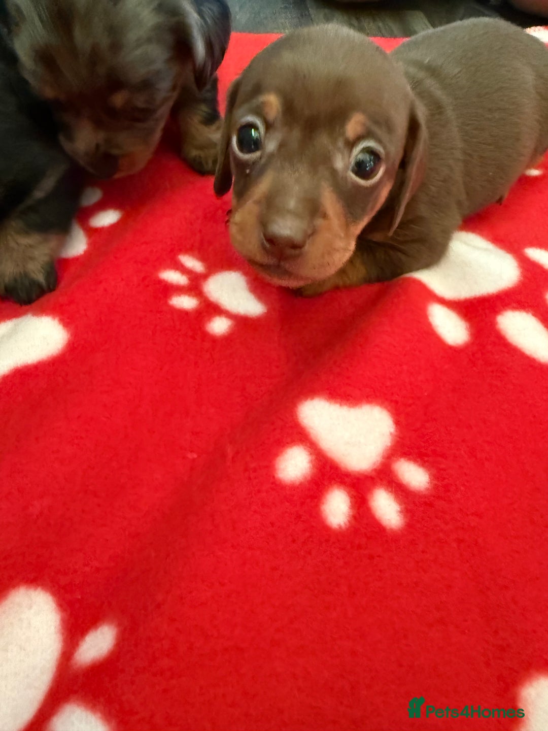Miniature Dachshund dogs for sale: 5 playful miniature dachshund - Image 16