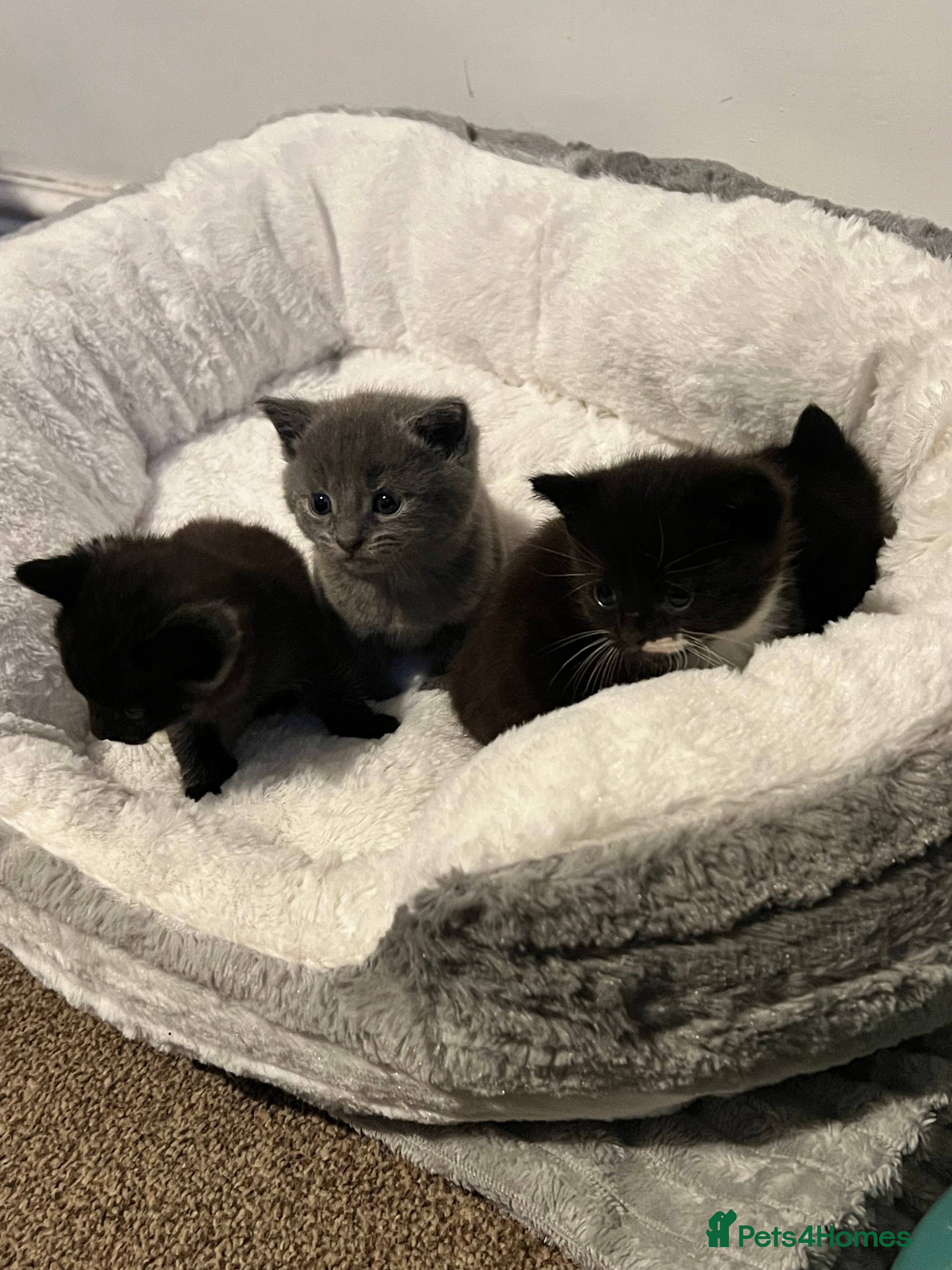 Mixed Breed cats Kittens Looking for Forever Home  - Advert 3