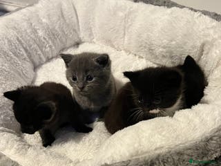 Mixed Breed cats Kittens Looking for Forever Home - Advert 1