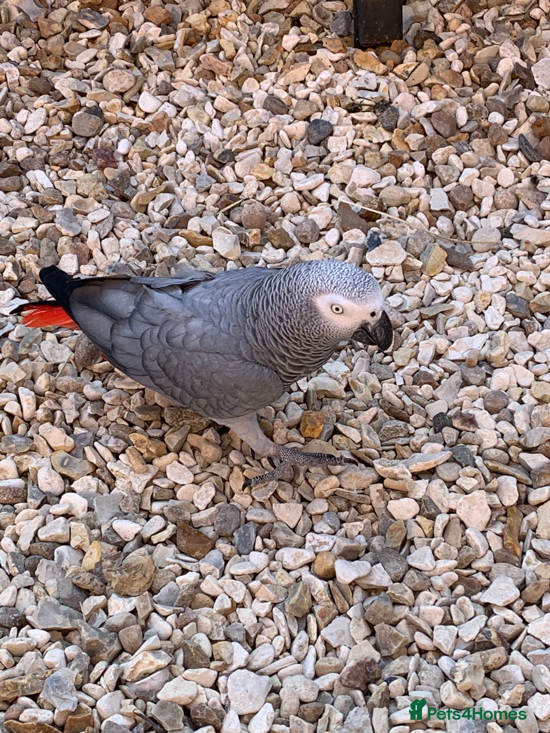 Parrots birds for sale: Our 2 loving African greys  - Advert 13