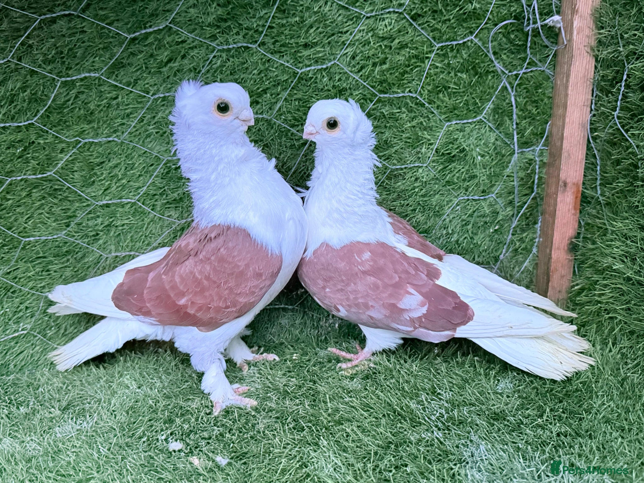 Pigeons birds Beautiful Vaccinated Breeding Pigeons ready to go - Advert 1