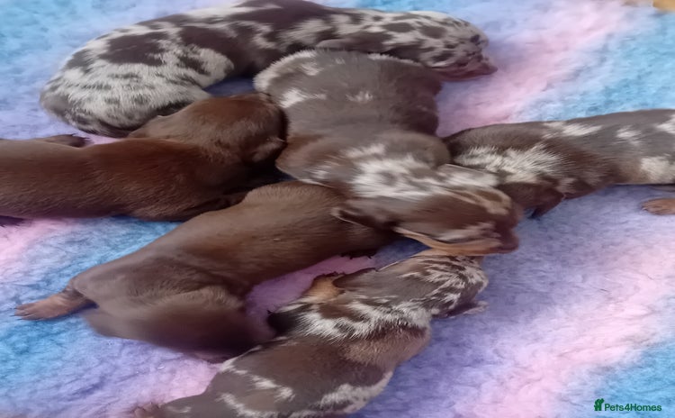 Miniature Dachshund dogs - Advert 2