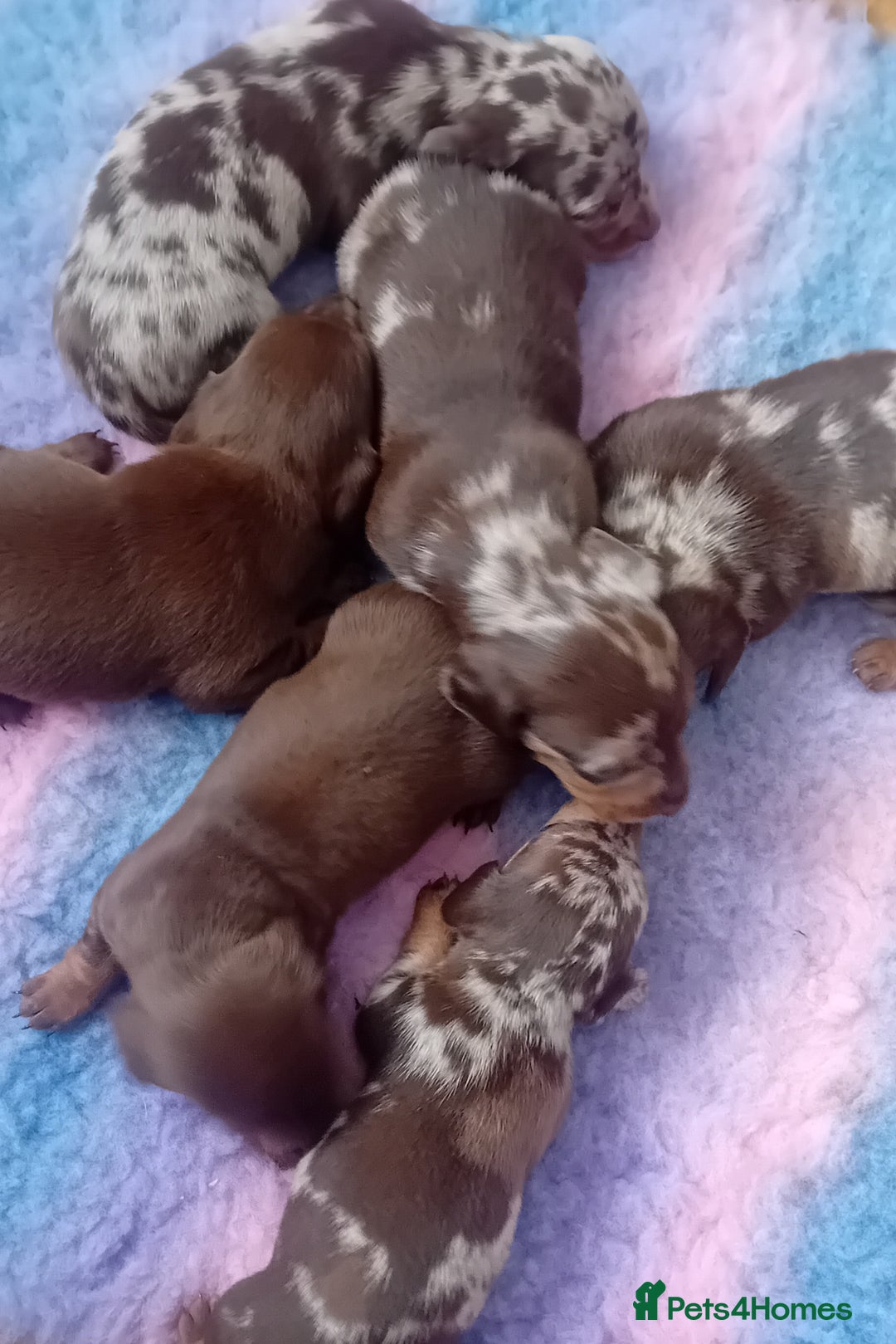 Miniature Dachshund dogs for sale: Miniature Daschund Puppies - Image 1