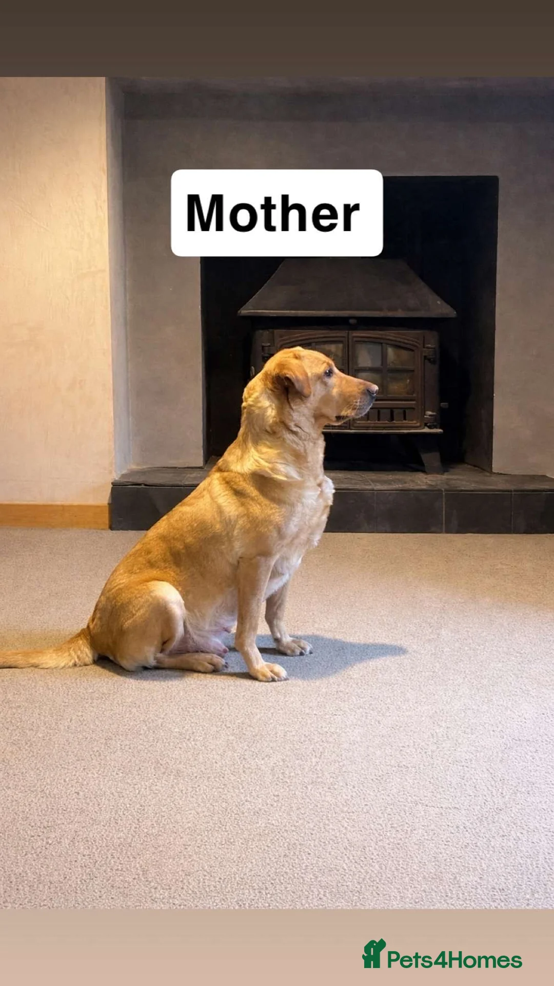 Labrador Retriever dogs for sale: Labrador pups for sale  - Advert 9