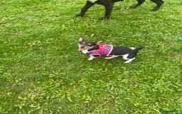 Mixed Breed dogs for sale: Jack russel cross - Image 2