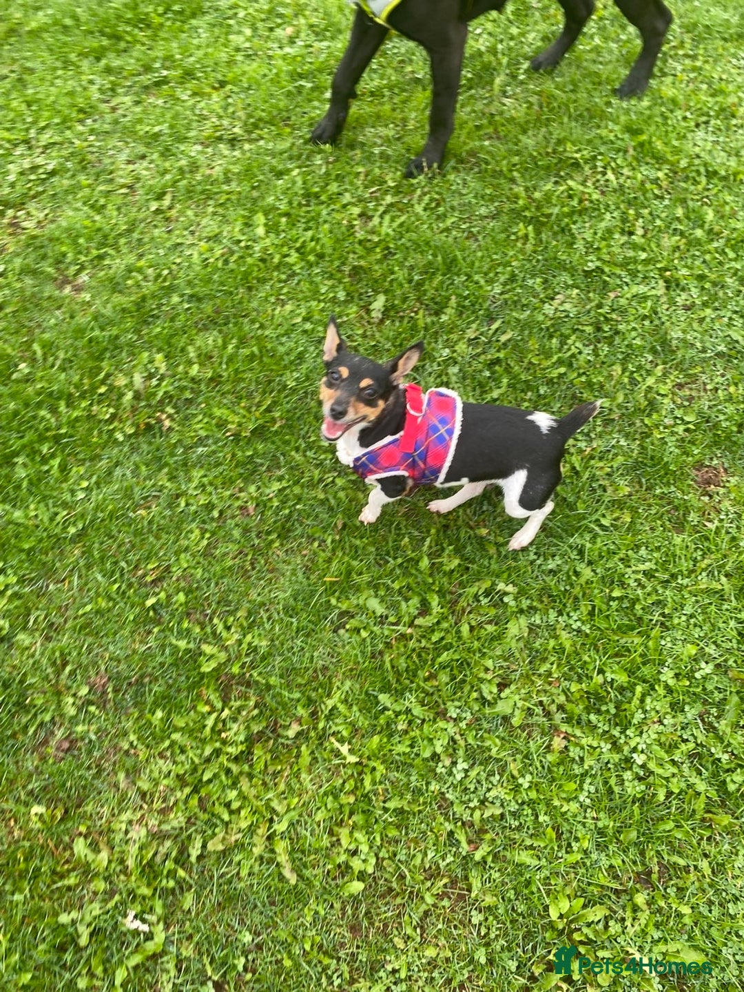 Mixed Breed dogs for sale: Jack russel cross - Image 2