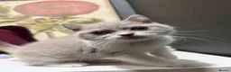 British Shorthair cats for sale: Stunning tica reg British short hair girls  - Advert 12