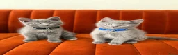 British Shorthair cats for sale:     Gorgeous Blue British Shorthair Kittens 💙💙🩷 - Advert 8