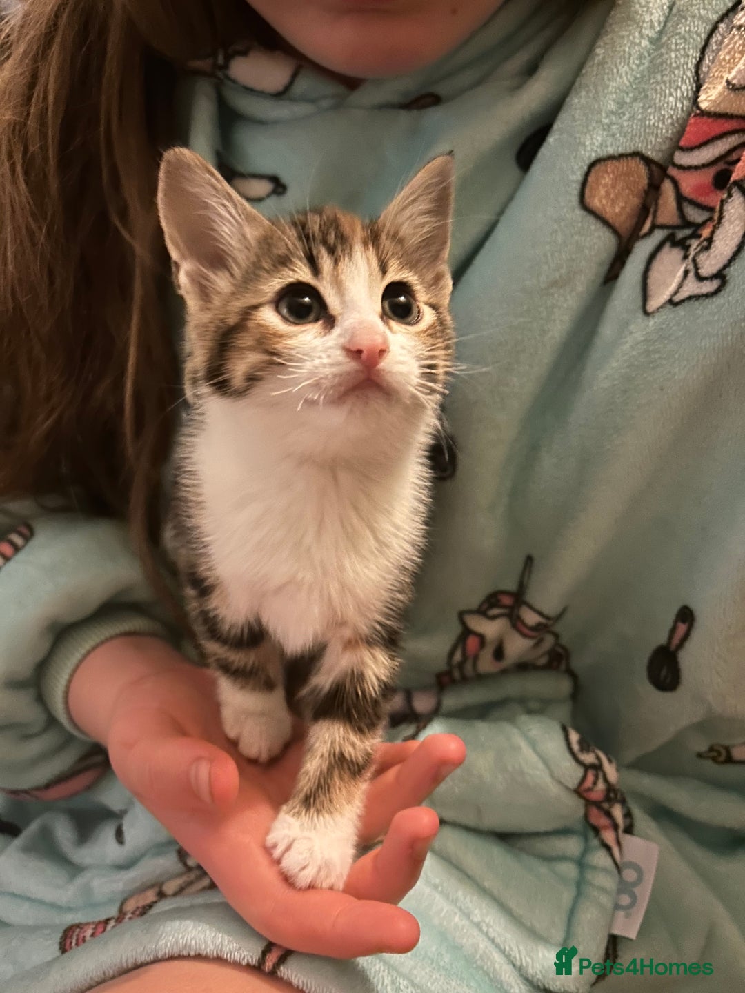 Mixed Breed cats for sale: 4 female kittens  - Image 8