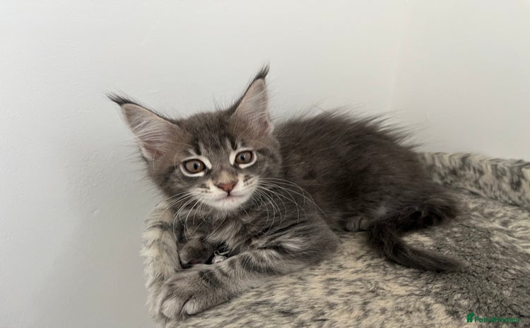 Maine Coon cats - Advert 7