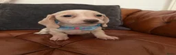 Miniature Dachshund dogs for sale: Beautiful Cream Dachshund Pups 5 ⭐ Licensed  - Advert 16