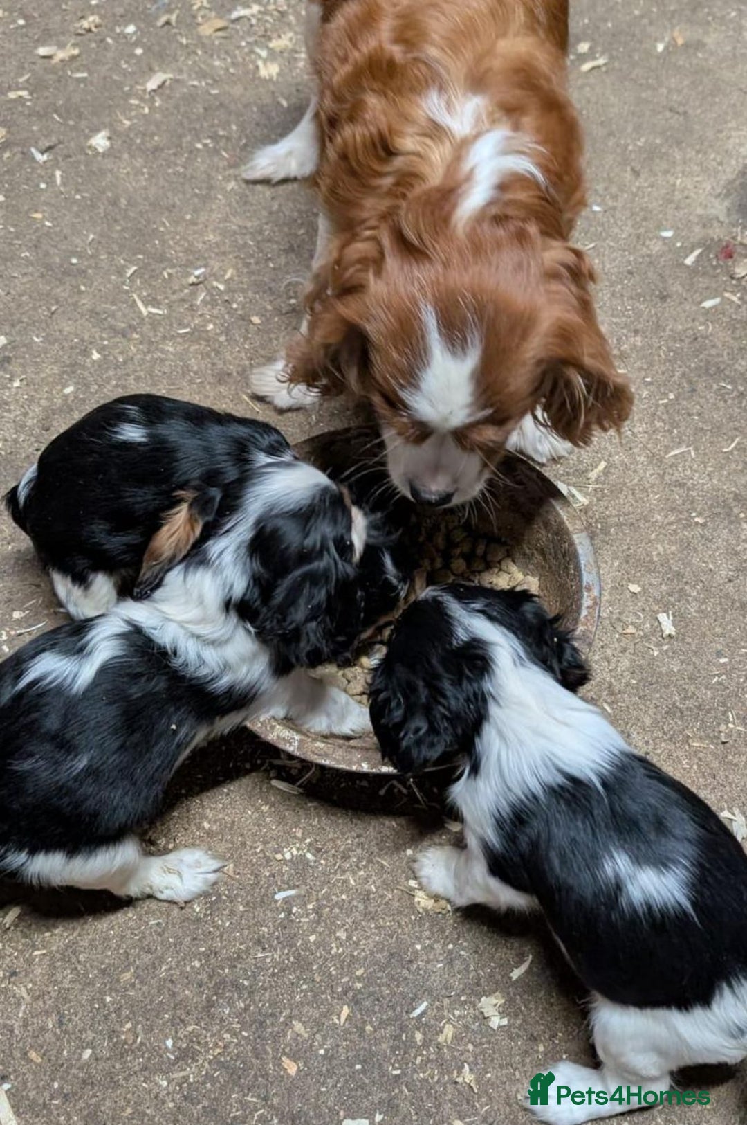 Cavalier King Charles Spaniel dogs for sale: 💙🩵Stunning Tri cavalier Boys 💙🩵 - Advert 12