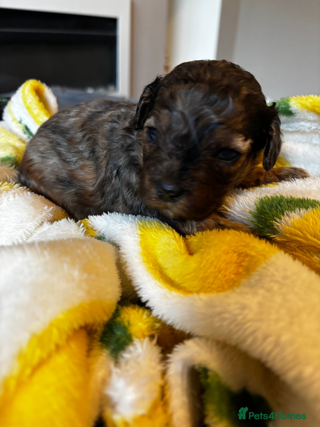 Cavapoochon dogs for sale: 🐶Exceptional cavapoochon pup's🐶 - Advert 15