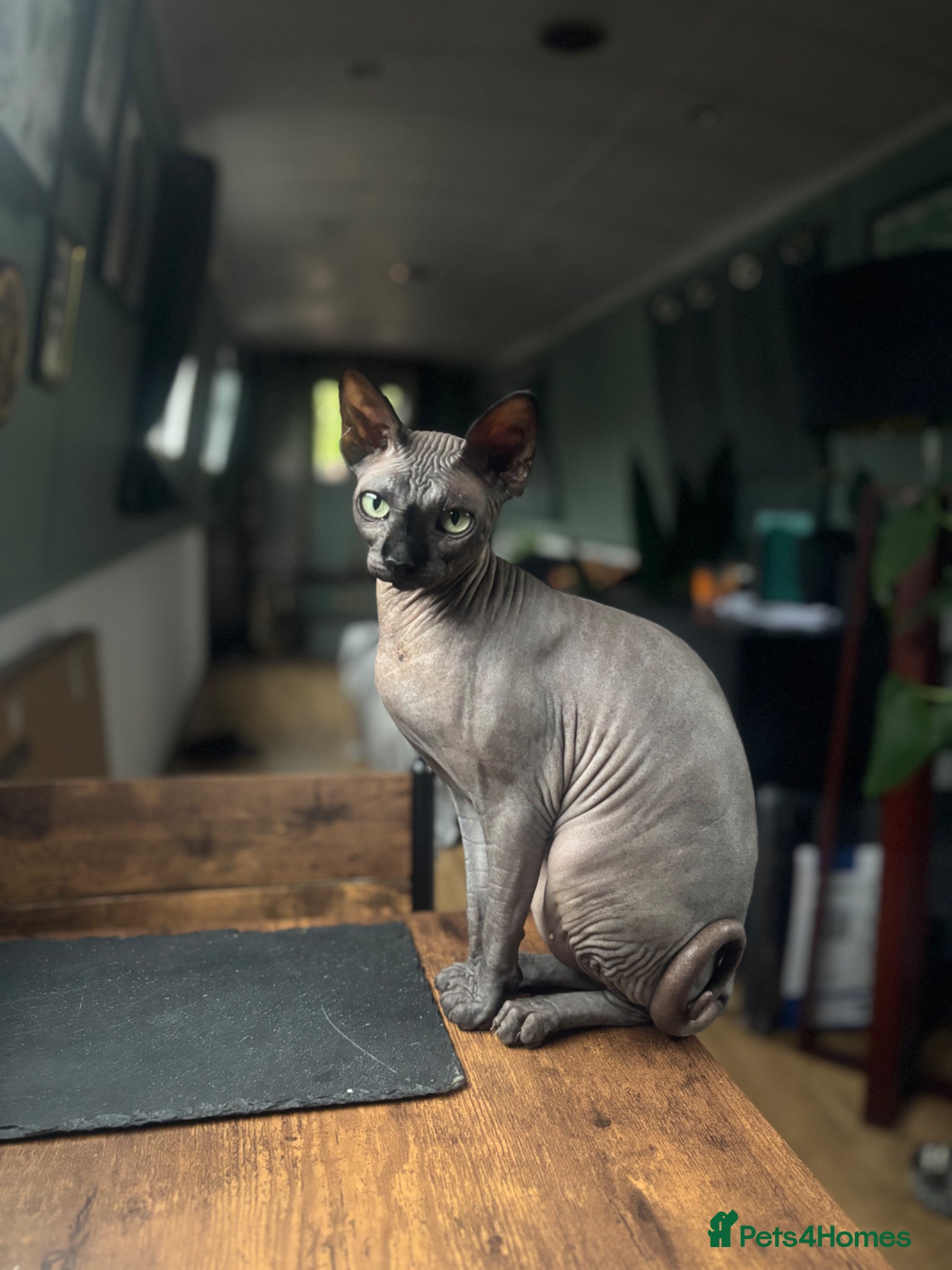 Sphynx cats for sale: Black Sphynx cat, female  in Lichfield - Advert 2
